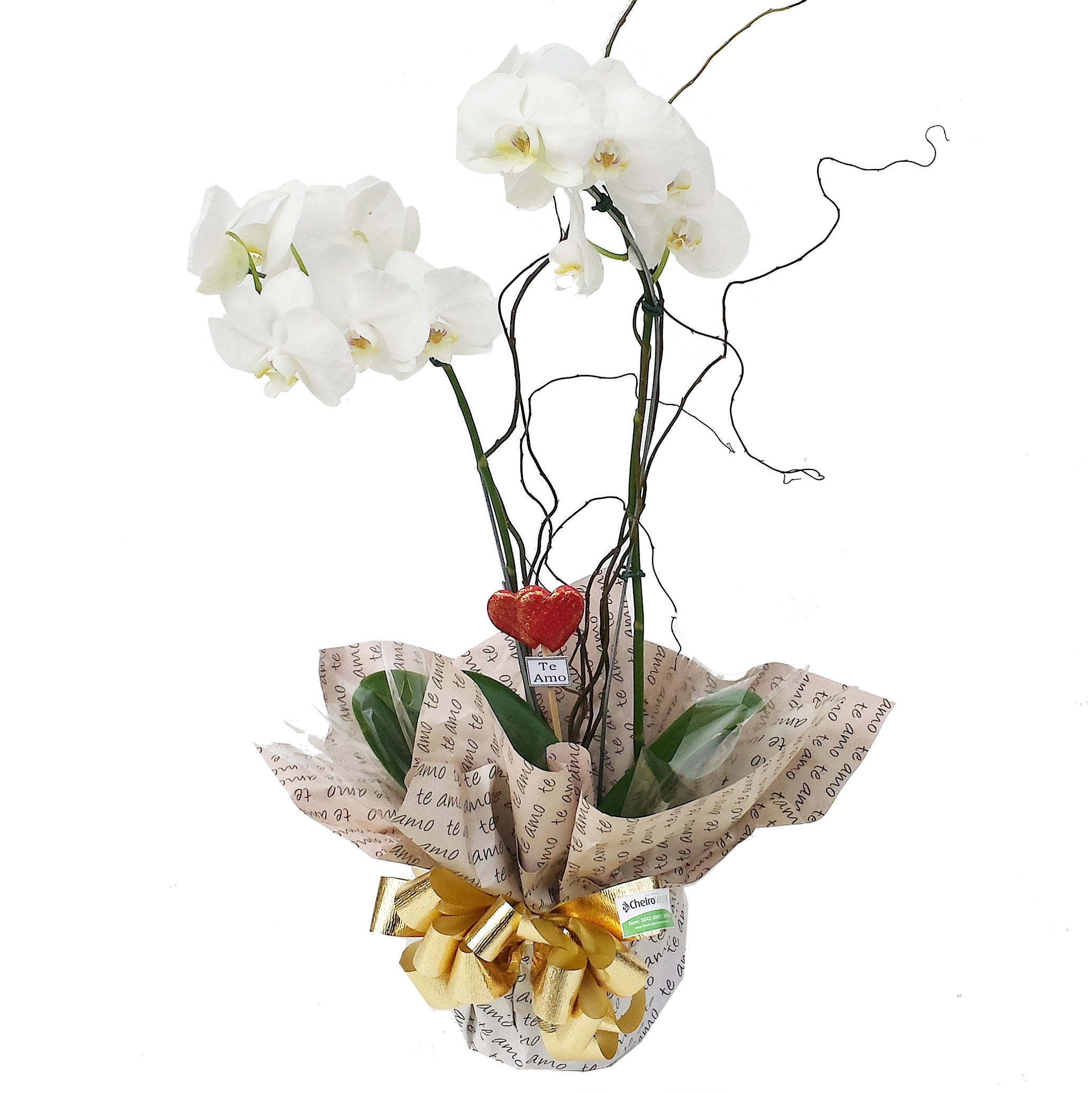 .Orquídea Phalaenopsis Branca Tradicional. Cod. O-102