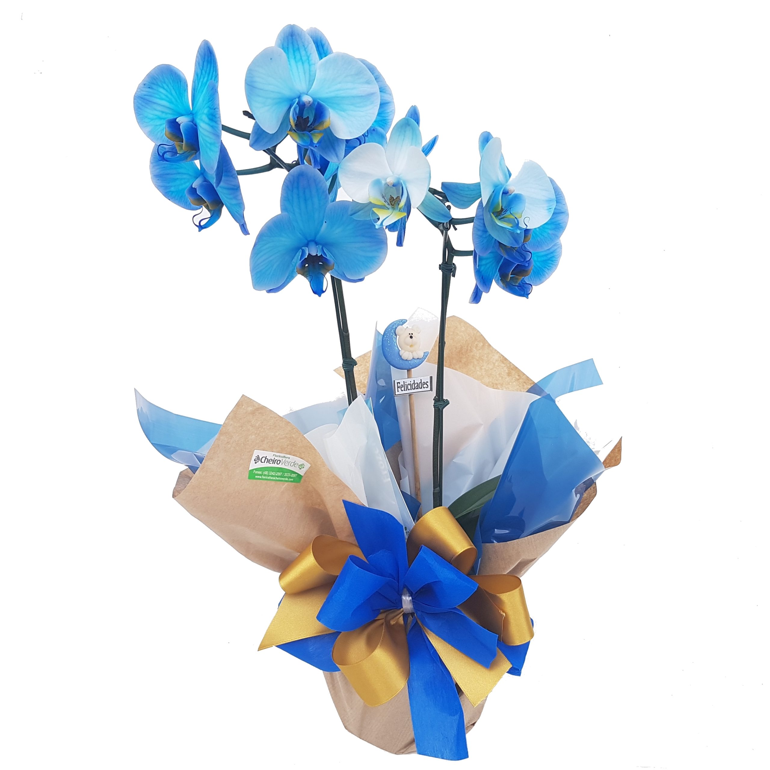 .Orquídea Azul Blue Mystique Cod. O-099