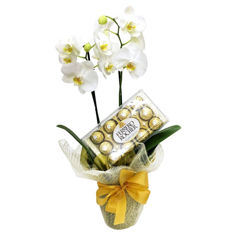 .Phalaenopsis Dupla com Chocolate! Cod. O-569