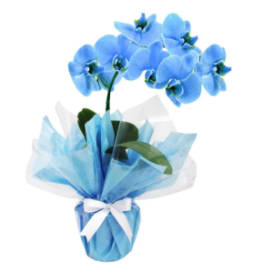 .Orquídea Phalaenopsis Azul. Cod V-004