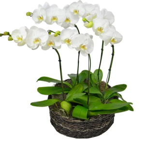 .Jardim Encantado. Cod. V-006