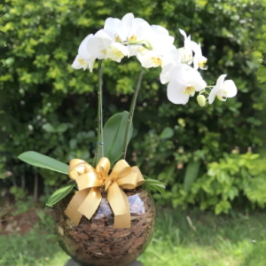 Orquídea Fantástica. Cod. O-055