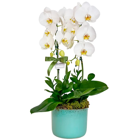 Magnífica Orquídea Dupla. Cod. O-091
