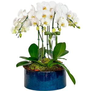 Jardim Encantado Premium. Cod. O-699
