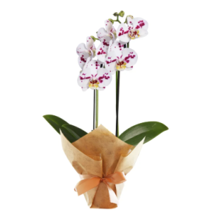 Orquídea Branca Mesclada. Cod. O-049