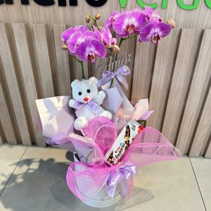 Orquídea Lívia. Cod O-600
