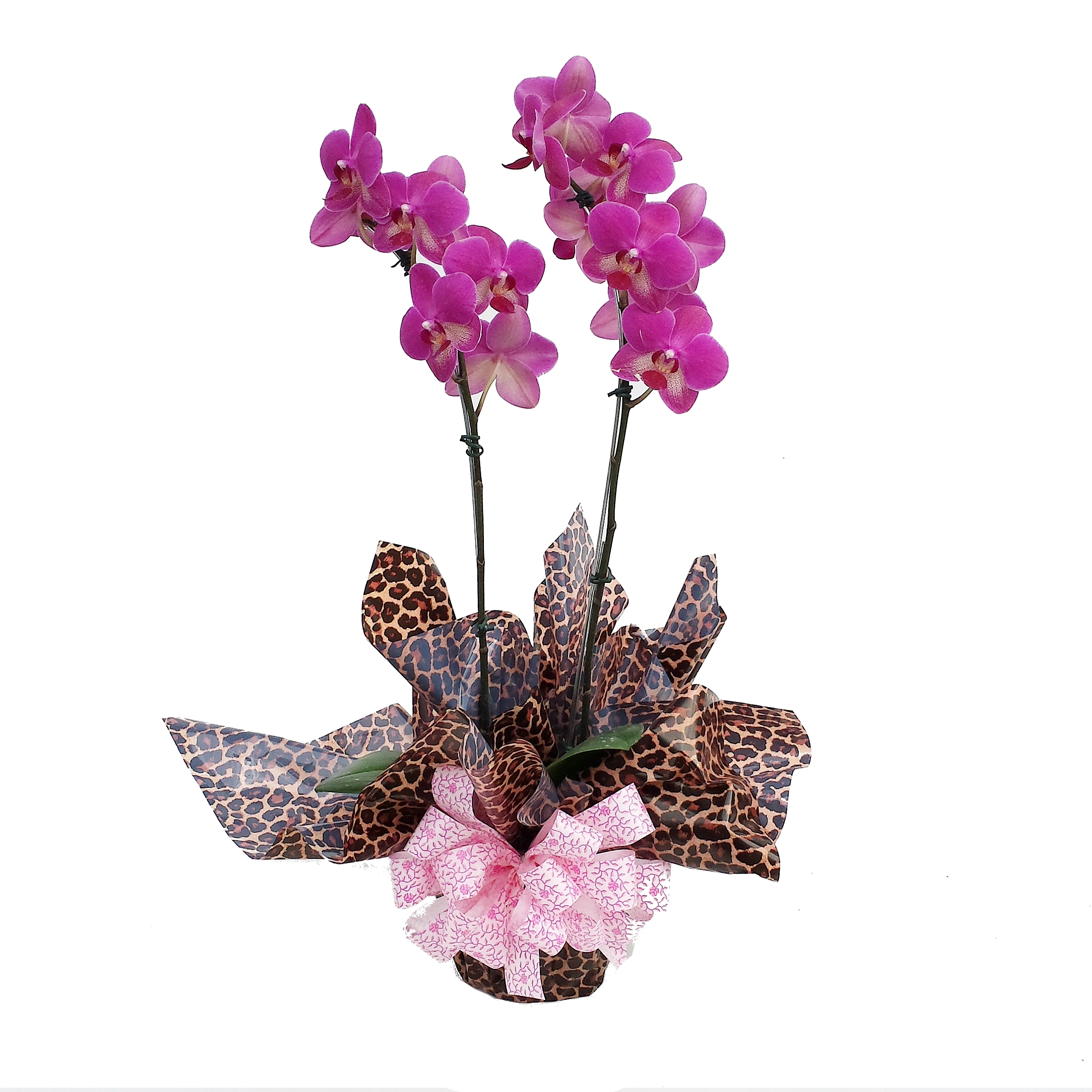 .Orquídea Phalaenopsis 2 hastes Cod. O-031