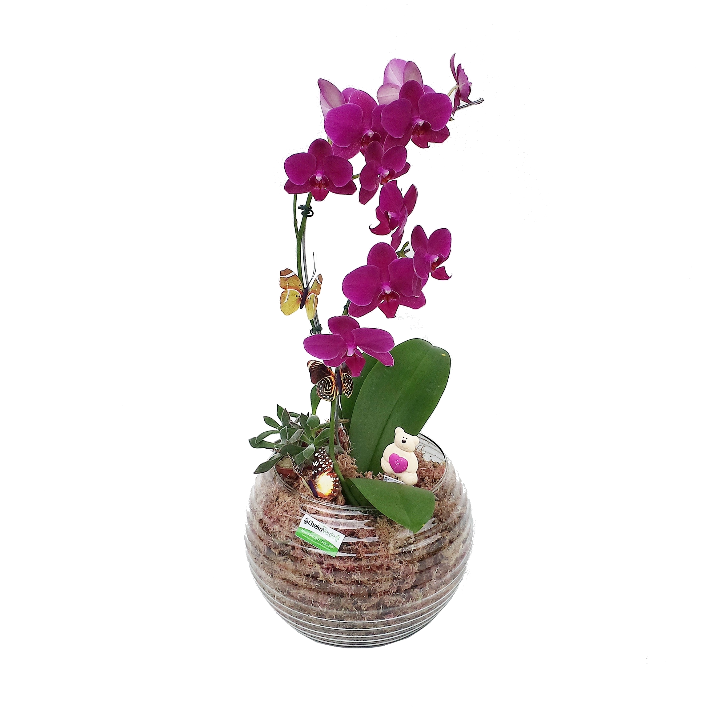 Orquídea Aquário de Vidro Cod. O-033