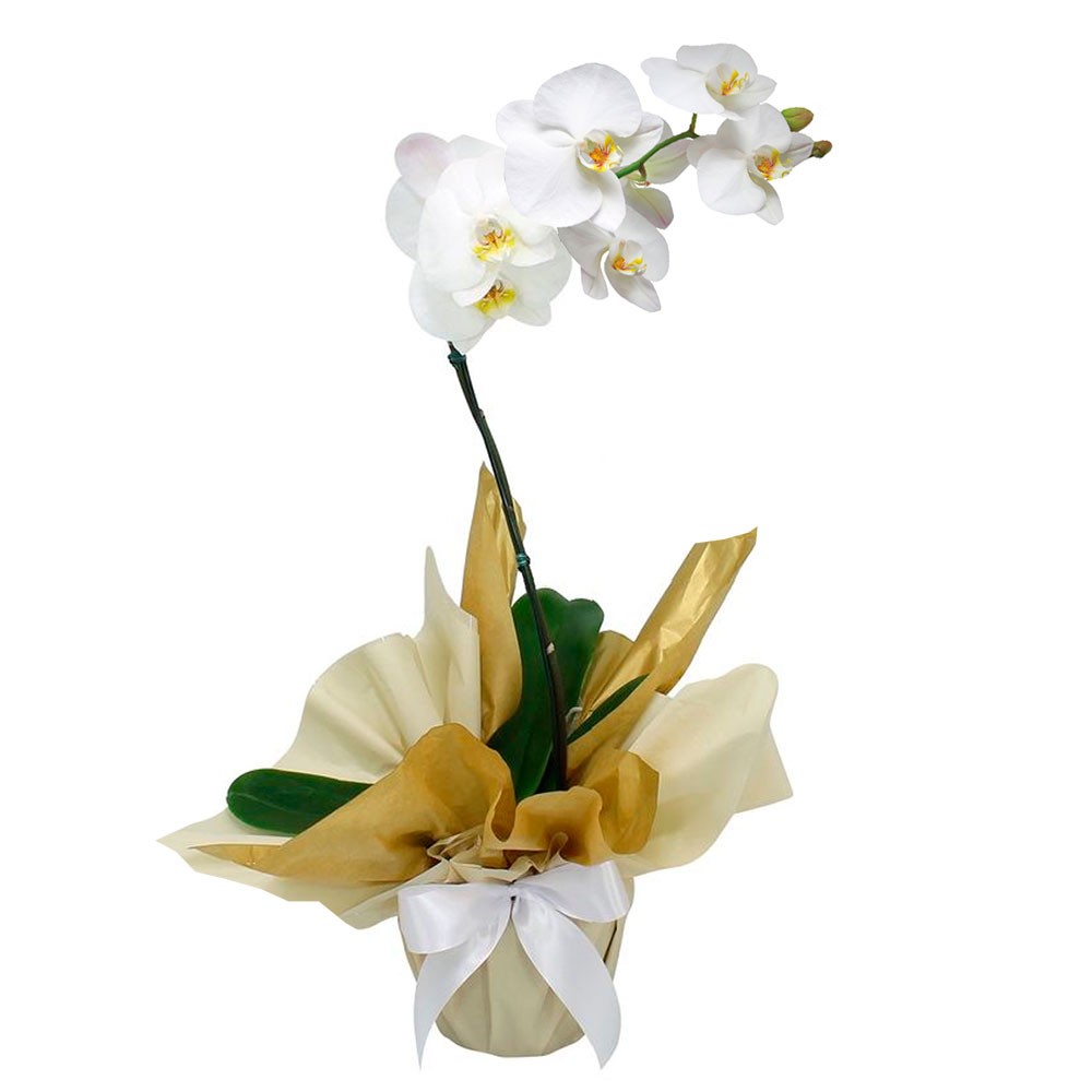 ,.Orquídea Phalaenopsis Cod. O-056