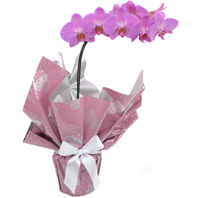 .Orquídea Phalaenopsis Cod. O-057