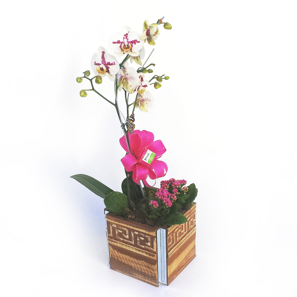 Orquídea Phalaenopsis com 2 Hastes no Cachepô Cod. O-003 | Floricultura  Cheiro Verde • Palhoça / SC • Compre online!