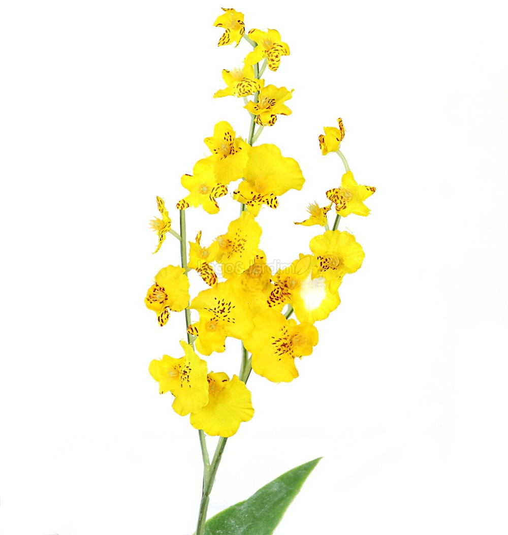Chuva de Ouro Amarela Cod. O-032 | Floricultura Cheiro Verde • Palhoça / SC  • Compre online!